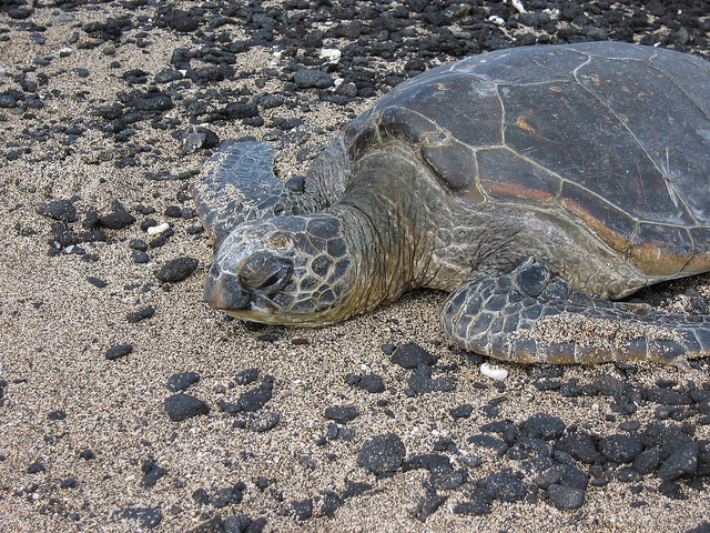 A turtle at Anaeho'omalu Bay